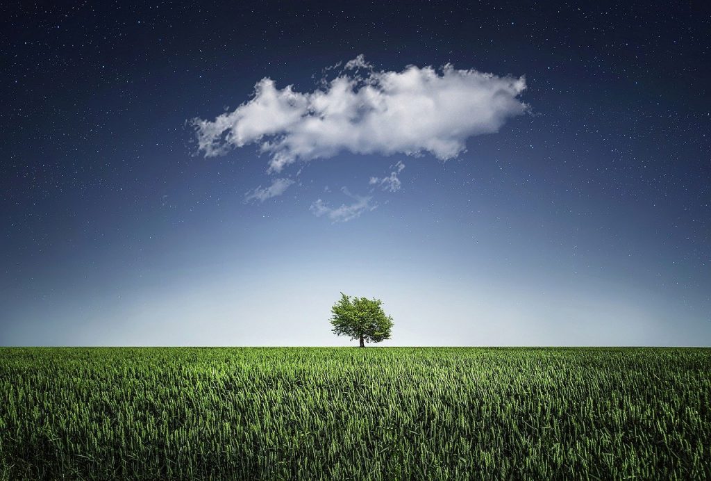 PBG, Tree, Nature, Cloud, Grass