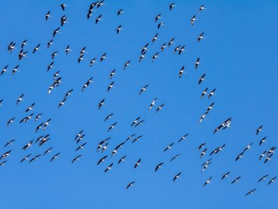 birds, geese, migratory birds